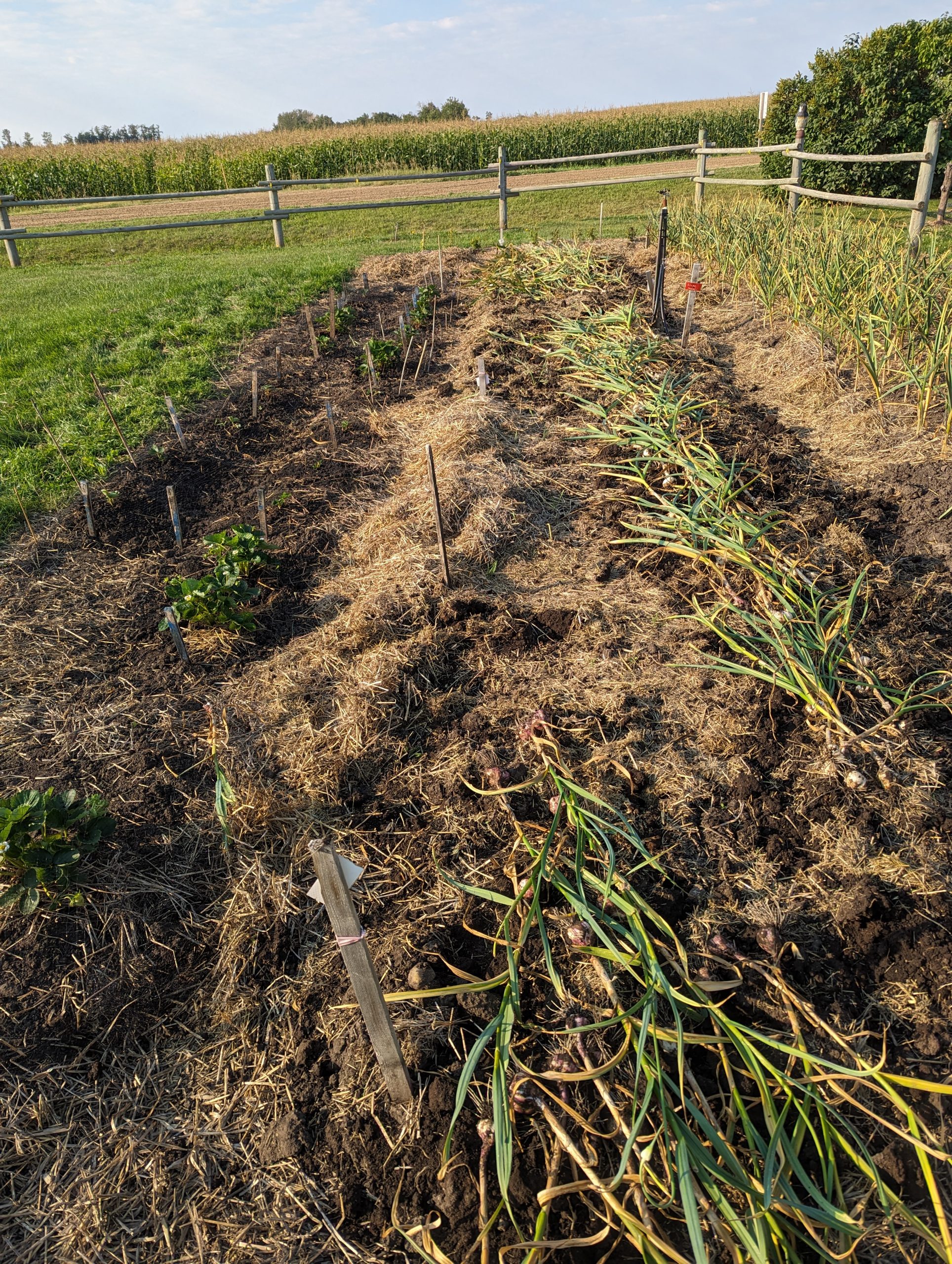 Home Rows of hardneck garlic pulled from the ground.
