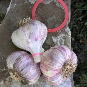 seed garlic – rocambole