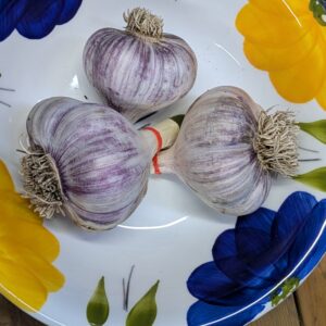 seed garlic – rocambole