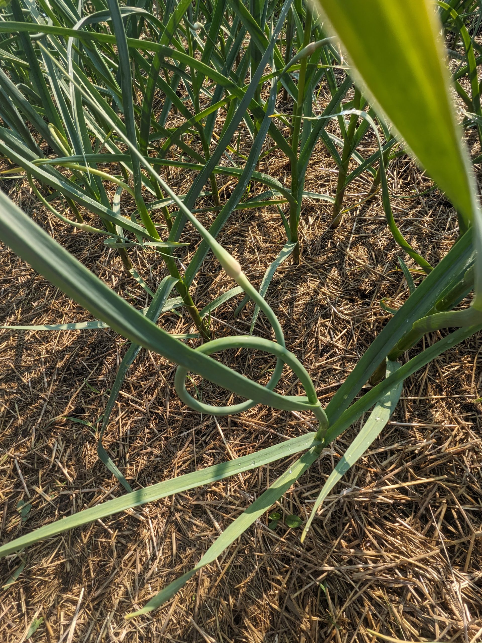 Home Close-up of hardneck garlic leaves and mulch in field.