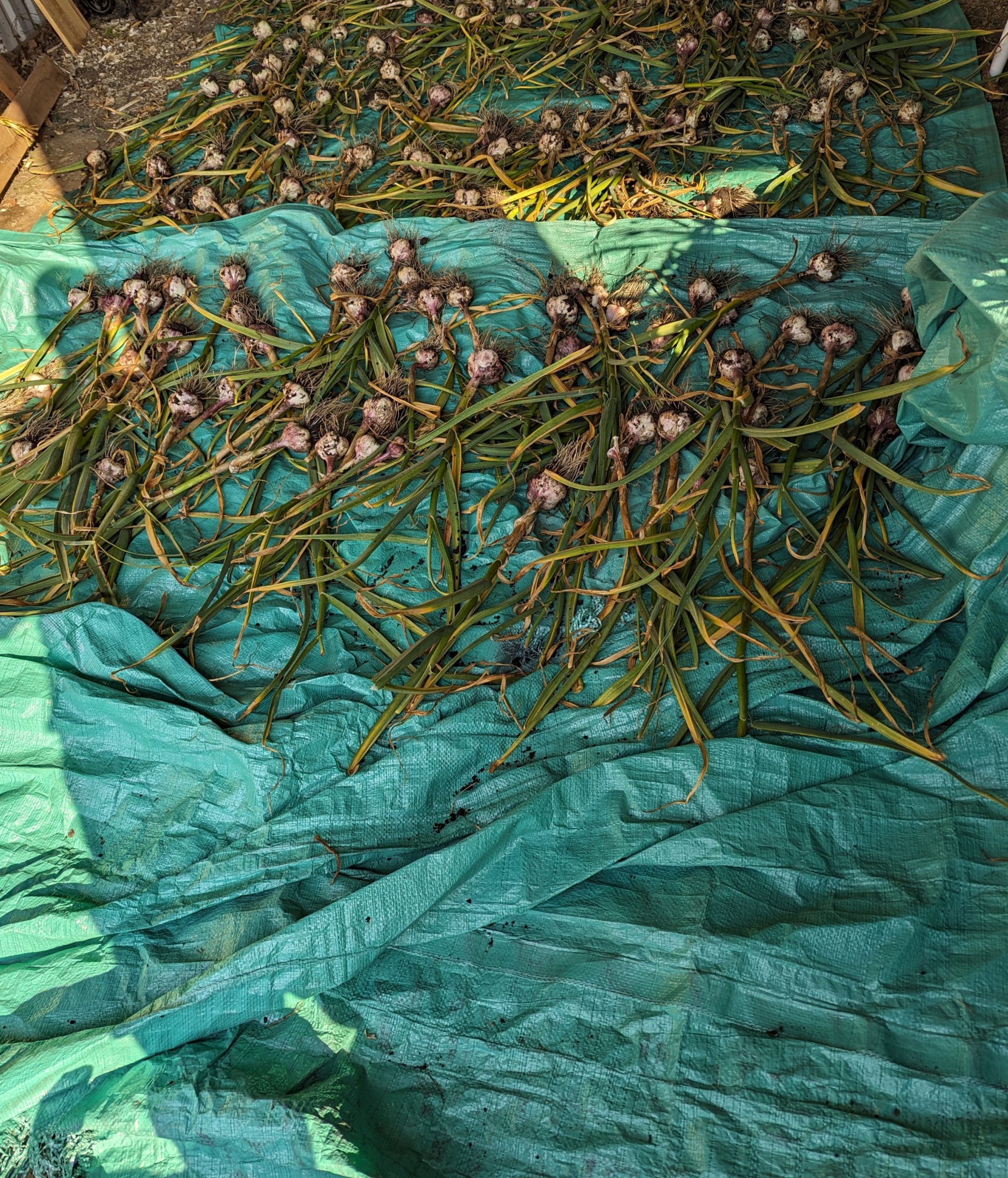 Home Freshly harvested garlic curing on tarp inside shed.