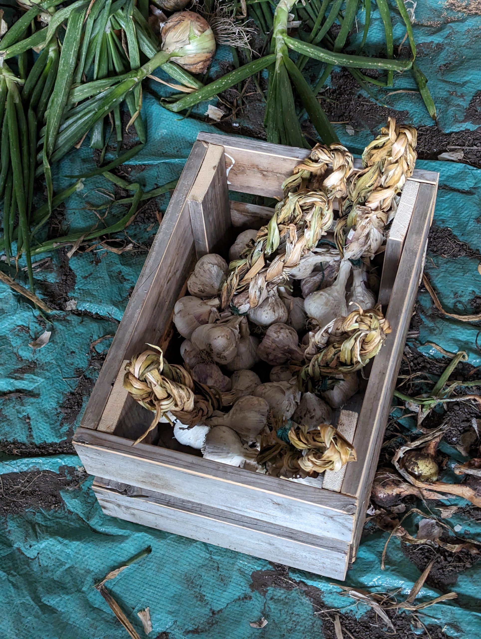 Home Wooden crate filled with cured hardneck garlic bulbs.