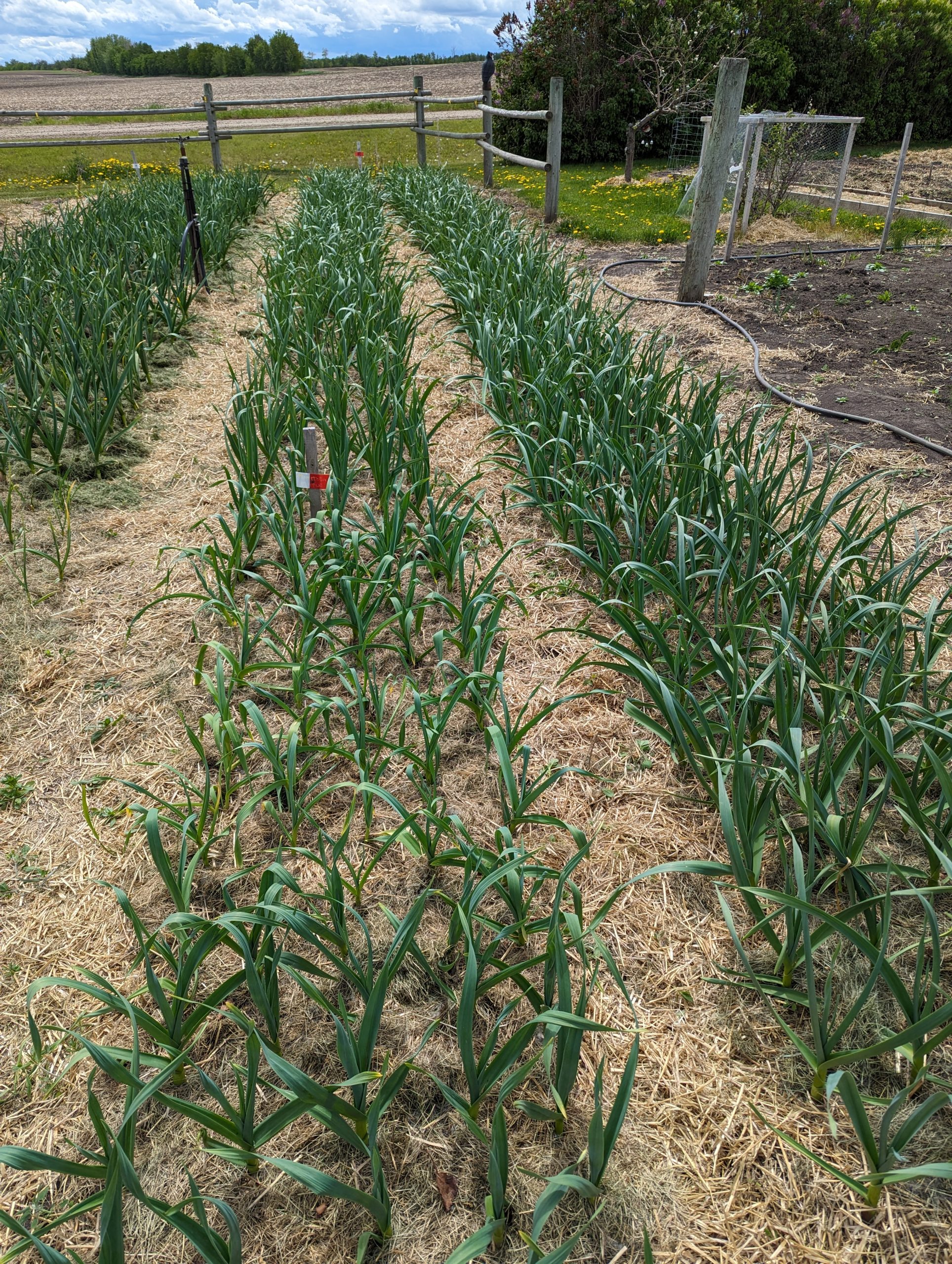 Home Rows of hardneck garlic growing in a Central Alberta garden.