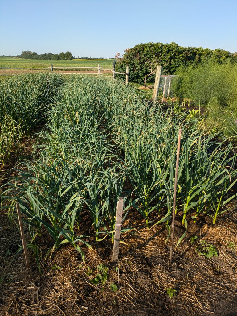 Hardneck garlic field