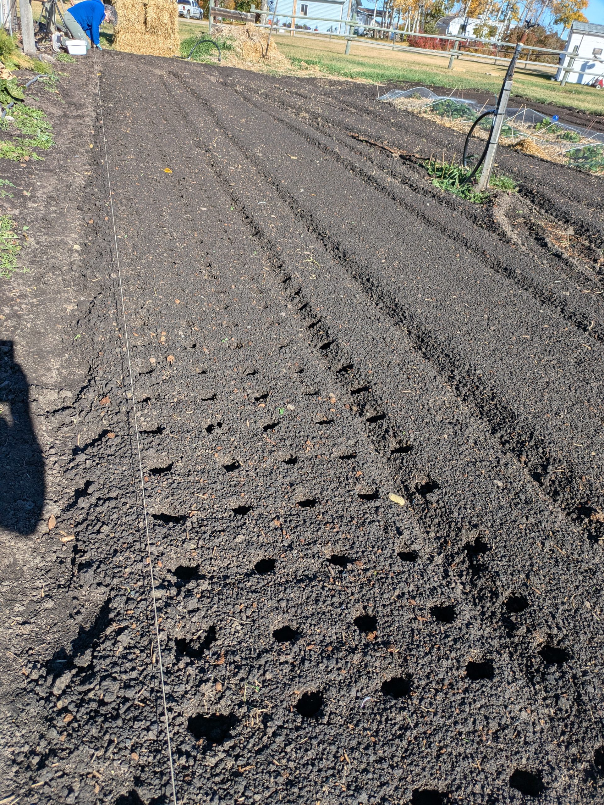 Home Garlic planting holes in prepared soil in Central Alberta.